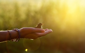 Bird in Hand