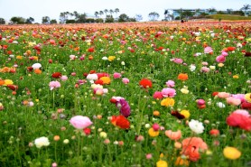 field-of-flowers