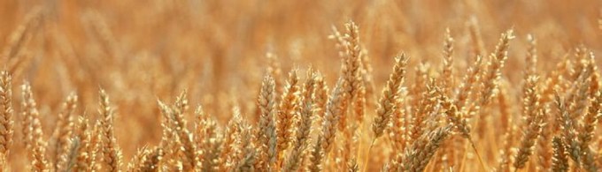 wheat