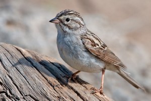 Sparrow