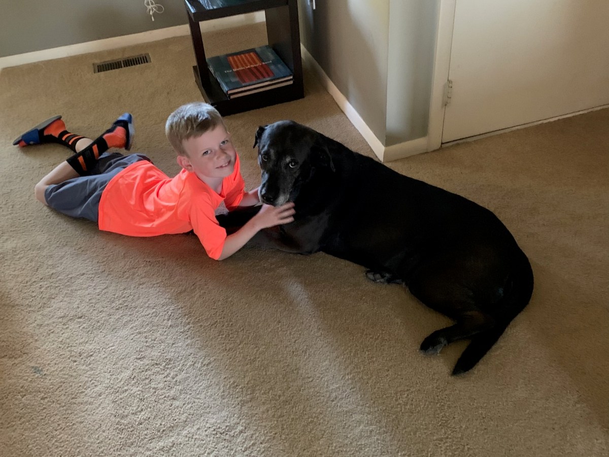 The Dog Who Would Be&nbsp;Carried